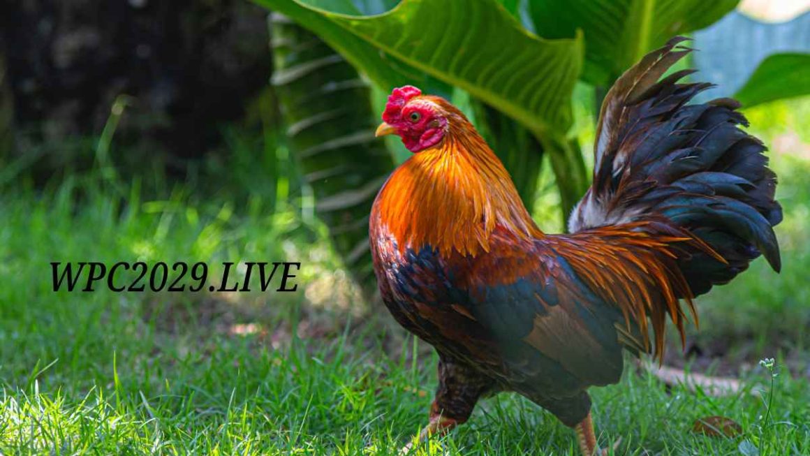 WPC2029.live