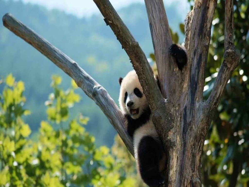 Renewable Energy (1)